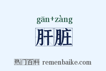 肝脏是什么意思的图片